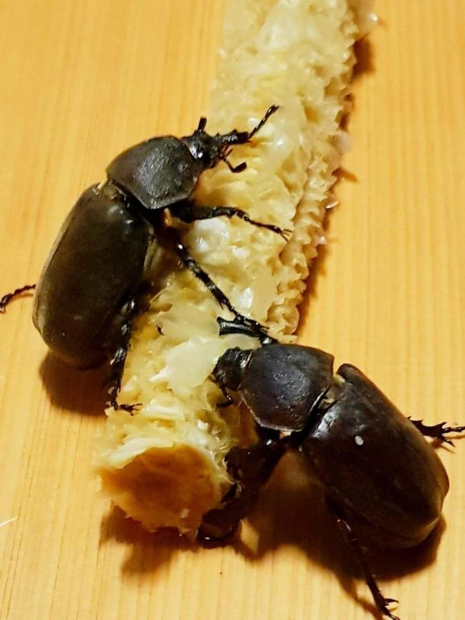 צ'נגונג Taitung Sansiantai B&B מראה חיצוני תמונה